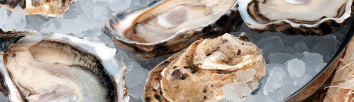 oyster
