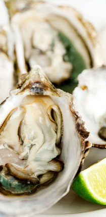 oyster-1